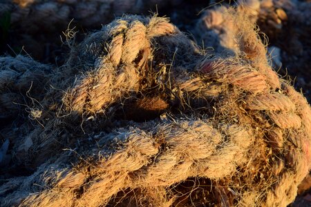 Brown daylight knot