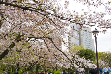 5 Sumida Park