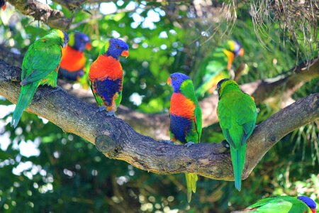 Parrot rainbow lorikeet photo