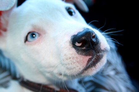 White pit bull eyes