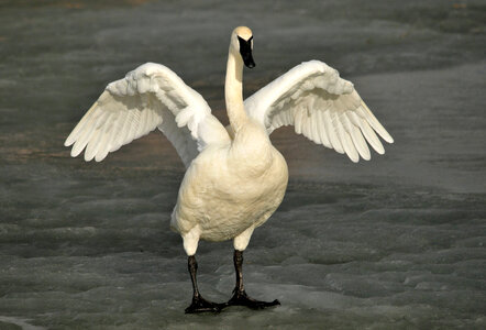 Trumpeter swan