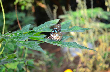 Blue Tiger Butterfly On Leaf photo