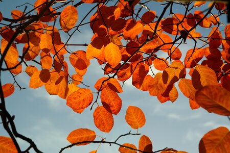 Orange red blood red