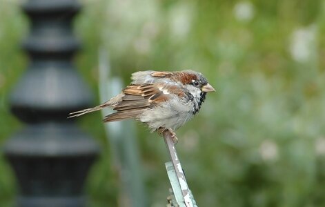 Animal feathers nature photo