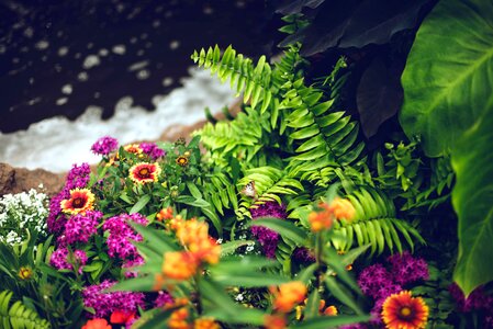 Blossom colorful flora