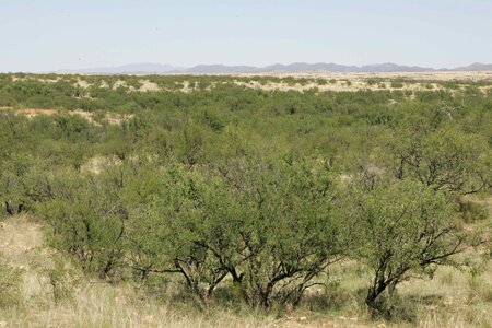 Crops desert 