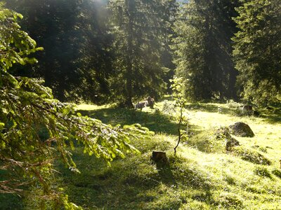 Grass forest firs