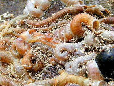 Ocean pipe worm