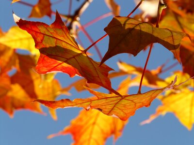 Maple maple leaf colorful photo