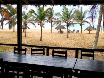 Beach coconut trees sea