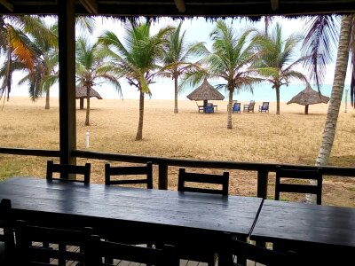 Beach coconut trees sea photo