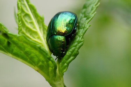 Green dock beetle, Gastrophysa viridula sitting on leaf photo