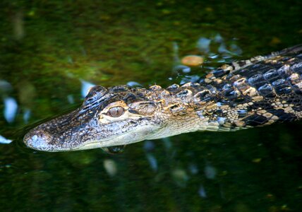 Alligator aquatic creature