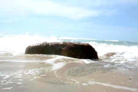 Phylum rock 