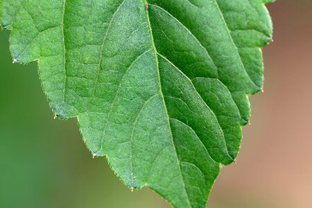 Botanic chlorophyll green leaf photo