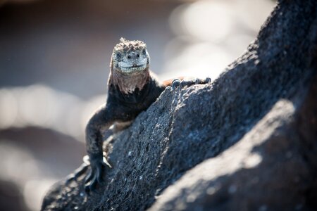 Reptile Smile On Rock photo