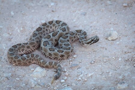 Desert mexico reptile photo