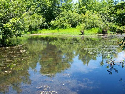 Aquatic calm scenic