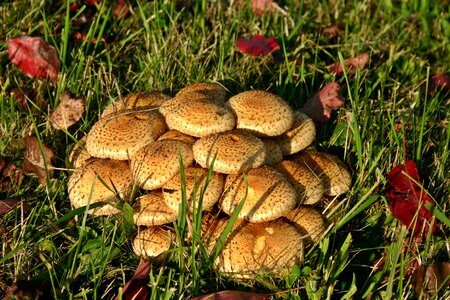 Meadow autumn plant photo