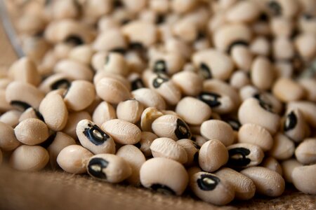 Bean beans brown photo