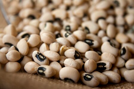 Bean beans brown
