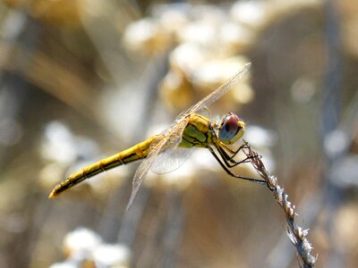 Libelulido character macro photo