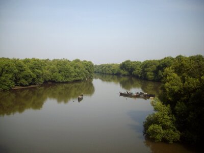 beautiful mangrove forests in Mumbai photo