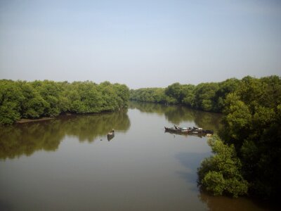 beautiful mangrove forests in Mumbai