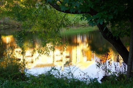 trees from a green forest reflecting in water photo