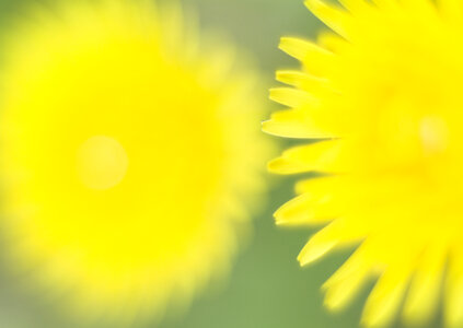 Yellow dandelion flower photo