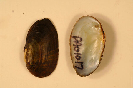Villosa fabalis-1
