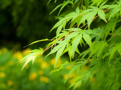 Maple leaf arboretum fresh green