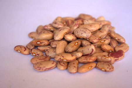 Beans Pulses