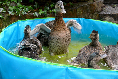 Duck and Ducklings in the pool photo