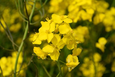 Agriculture beautiful flowers biology