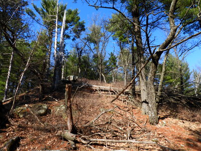 Fallen Trees on the hiking trail