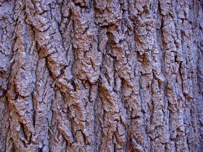 Rough nature tree trunk photo