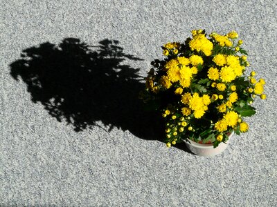 Chrysanthemum ornamental plant flower