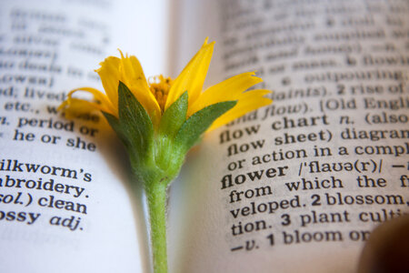Flower Dictionary Word photo