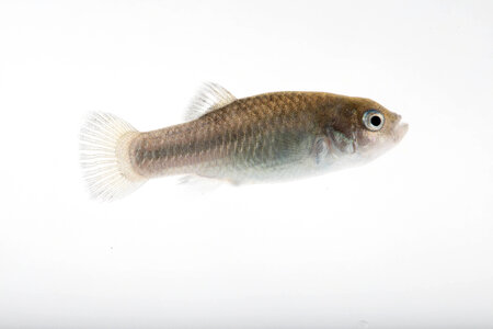 Devils Hole Pupfish in captivity-1