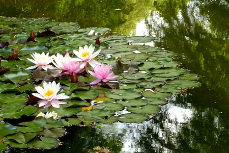 Waters mirroring summer