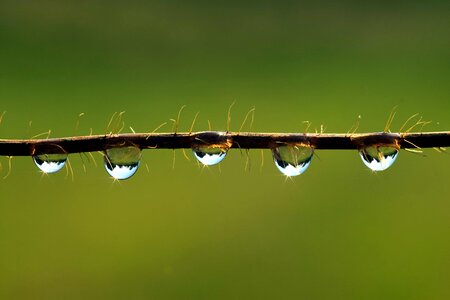 Beautiful Image beautiful photo branch