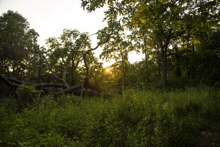 Sunset over the Fallen Trees at Cross Plains State Park photo