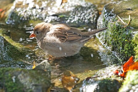Sperling sparrow nature