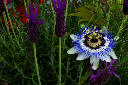 Exotic flower bud flower garden