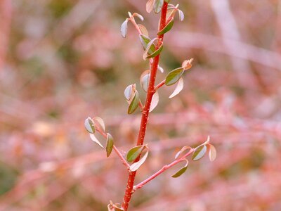 Foliage detail grass