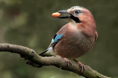 Jay on ast peanut in its beak garden
