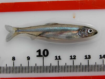 Delta fish frame