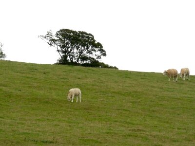 Bovine hang 