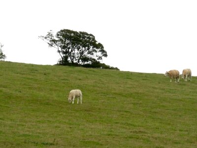 Bovine hang photo